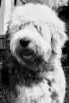 George's Dog Charlie - CAPS DAY 2011 076.jpg (1015983 bytes)